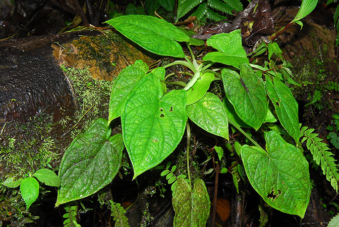 Xanthosoma piquambiense
