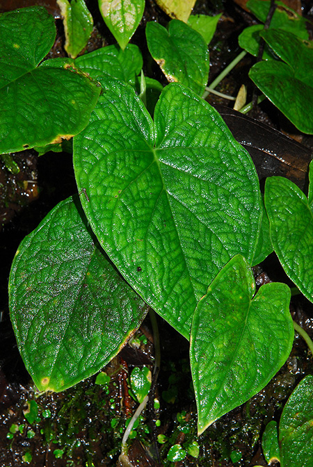 Xanthosoma piquambiense