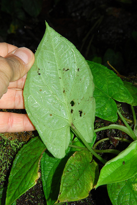 Xanthosoma piquambiense