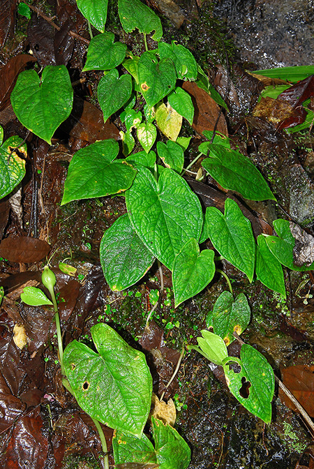 Xanthosoma piquambiense