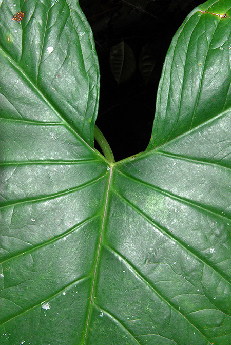 Xanthosoma poeppigii