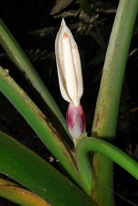 Xanthosoma poeppigii