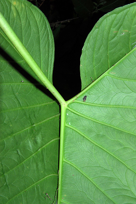 Xanthosoma poeppigii