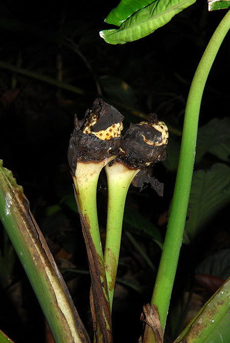 Xanthosoma poeppigii