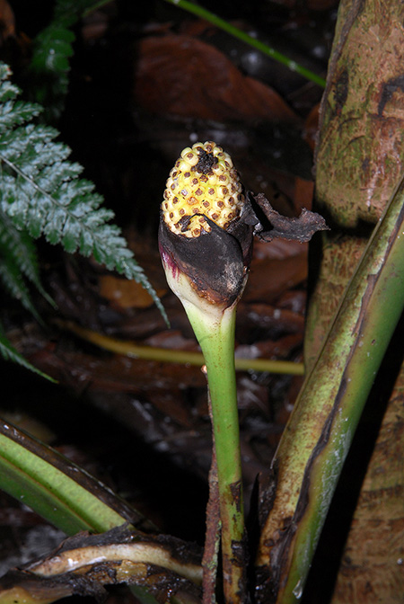 Xanthosoma poeppigii