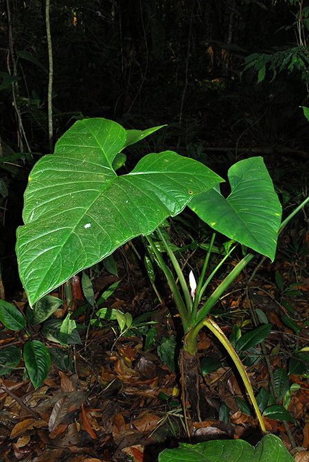 Xanthosoma poeppigii