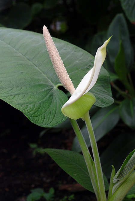 Xanthosoma pubescens