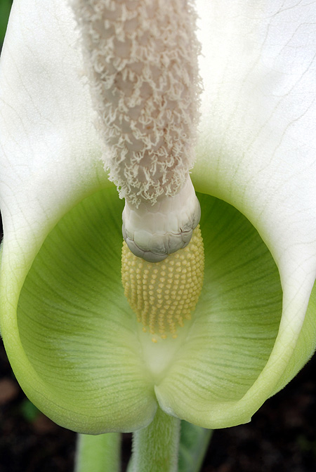 Xanthosoma pubescens