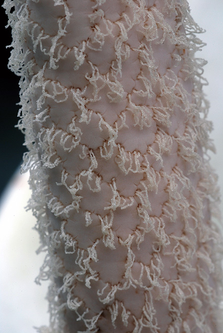 Xanthosoma pubescens