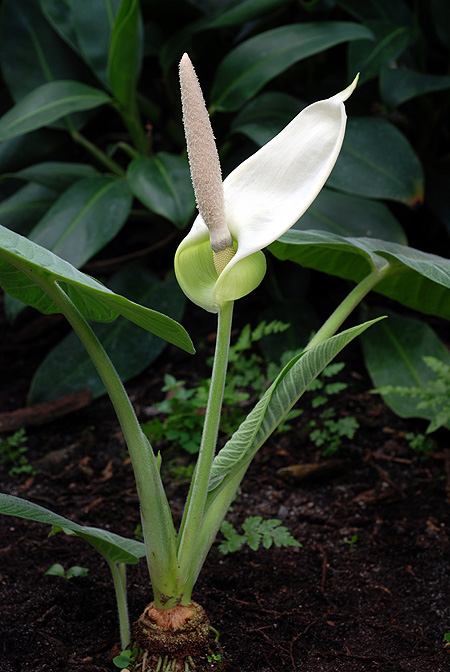 Xanthosoma pubescens