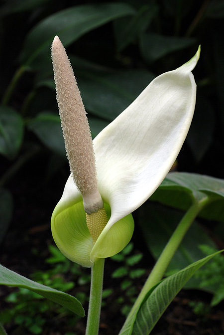 Xanthosoma pubescens