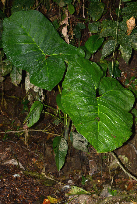 Xanthosoma purpureomaculatum