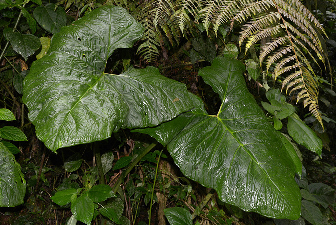 Xanthosoma purpureomaculatum