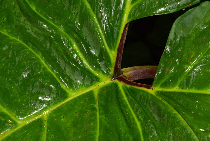 Xanthosoma purpureomaculatum