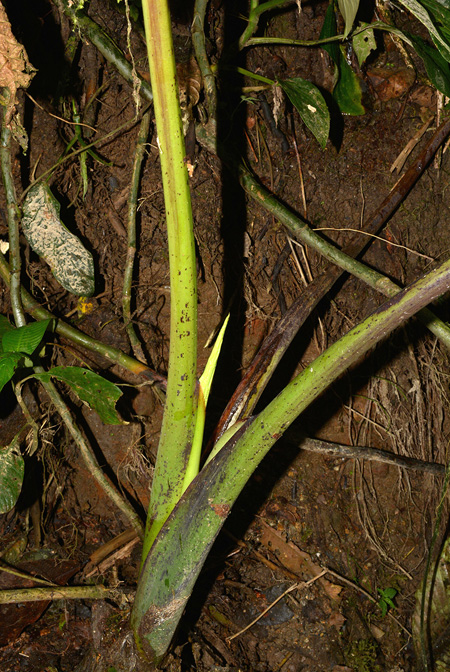Xanthosoma purpureomaculatum