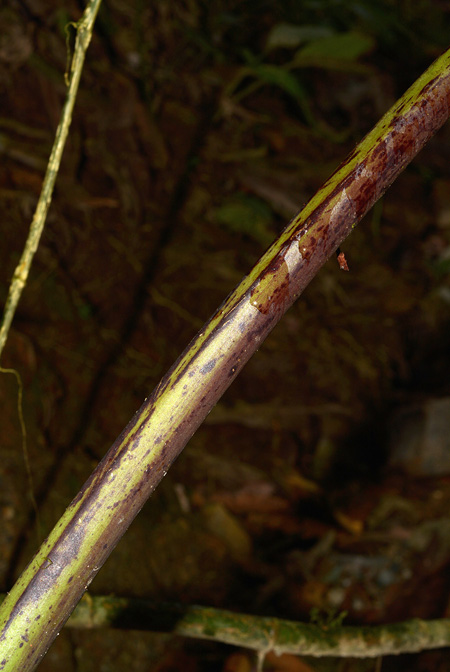 Xanthosoma purpureomaculatum