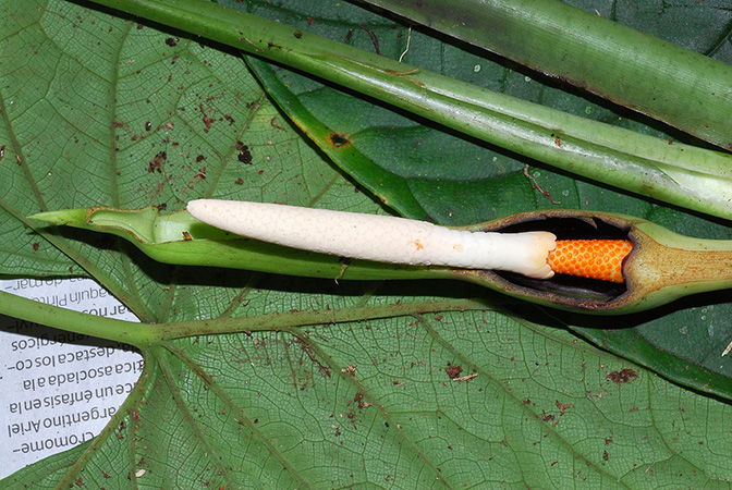 Xanthosoma reticulatum