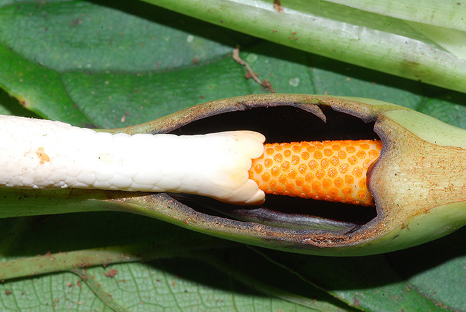 Xanthosoma reticulatum