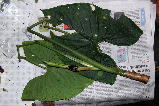 Xanthosoma reticulatum