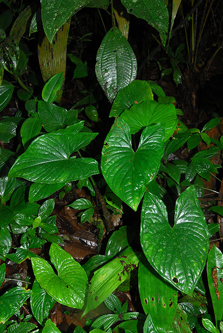 Xanthosoma reticulatum