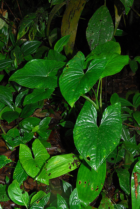Xanthosoma reticulatum