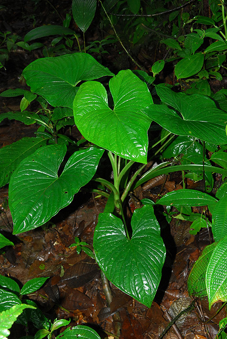 Xanthosoma reticulatum