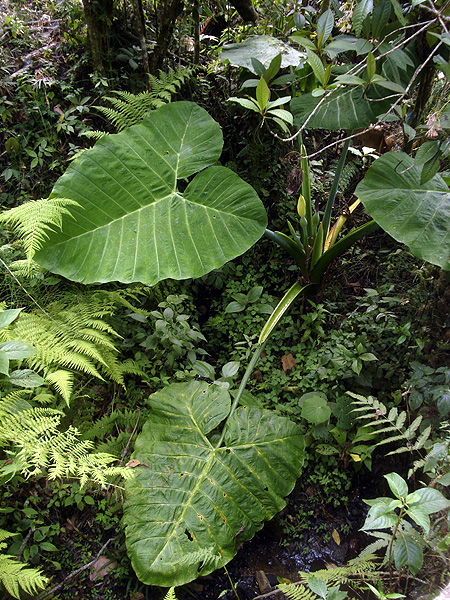 Xanthosoma robustum