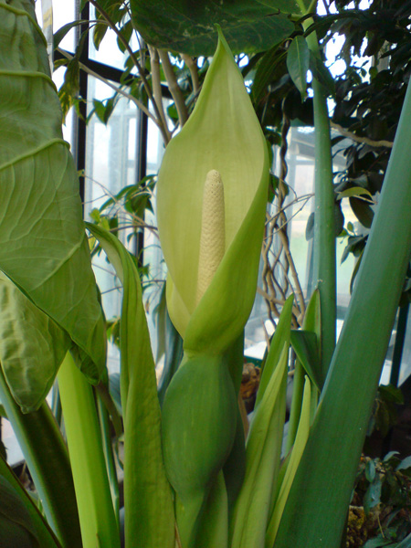 Xanthosoma robustum