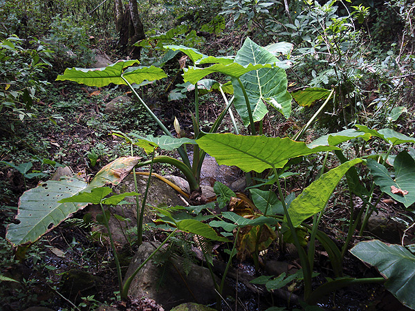 Xanthosoma robustum