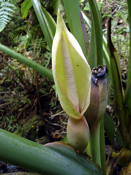 Xanthosoma robustum