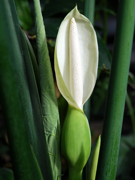 Xanthosoma robustum
