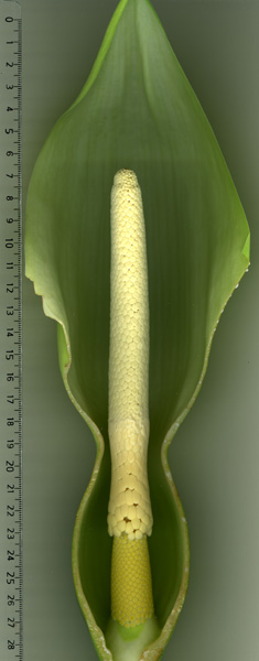 Xanthosoma robustum
