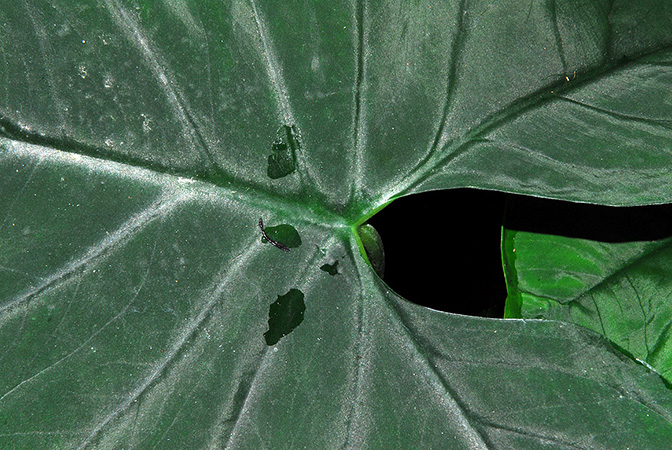 Xanthosoma sanintiae
