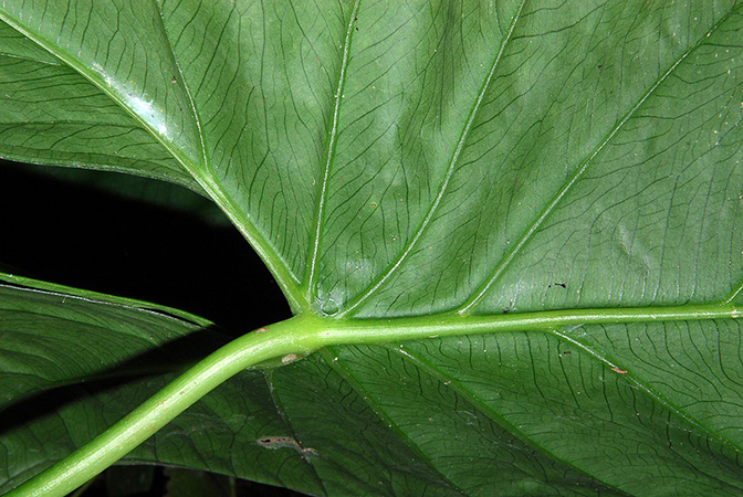 Xanthosoma sanintiae