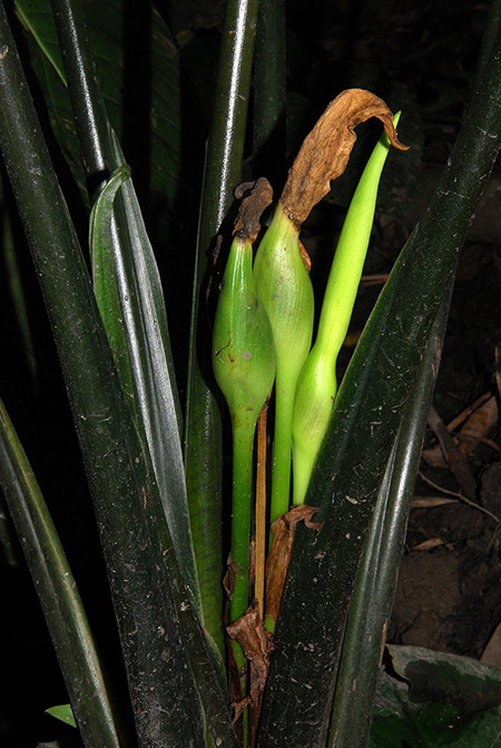 Xanthosoma sanintiae