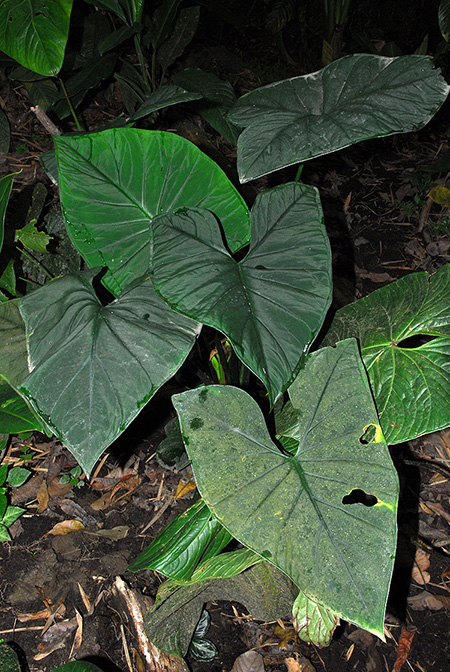 Xanthosoma sanintiae