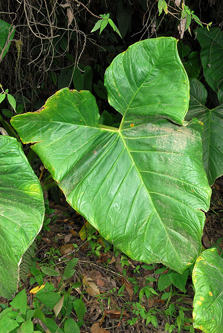 Xanthosoma scherberichii