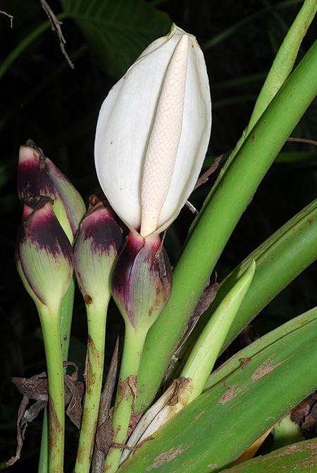 Xanthosoma scherberichii