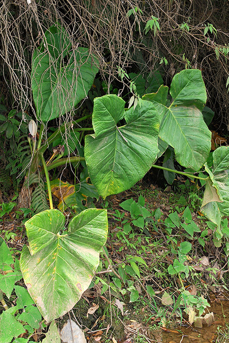Xanthosoma scherberichii