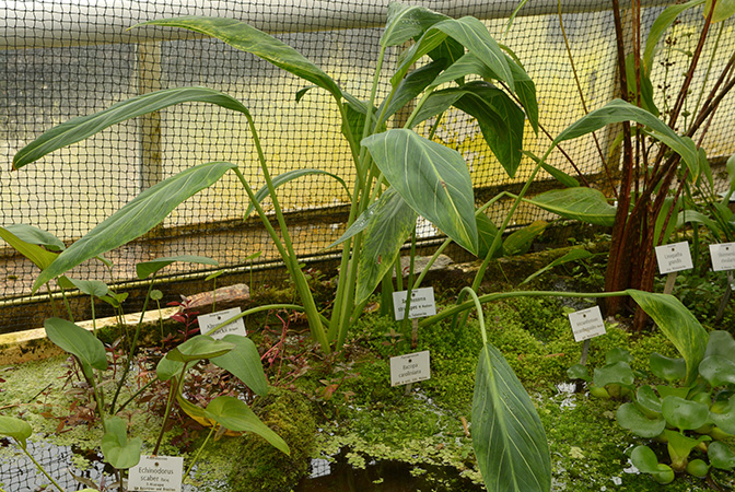 Xanthosoma striatipes