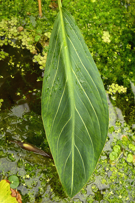 Xanthosoma striatipes