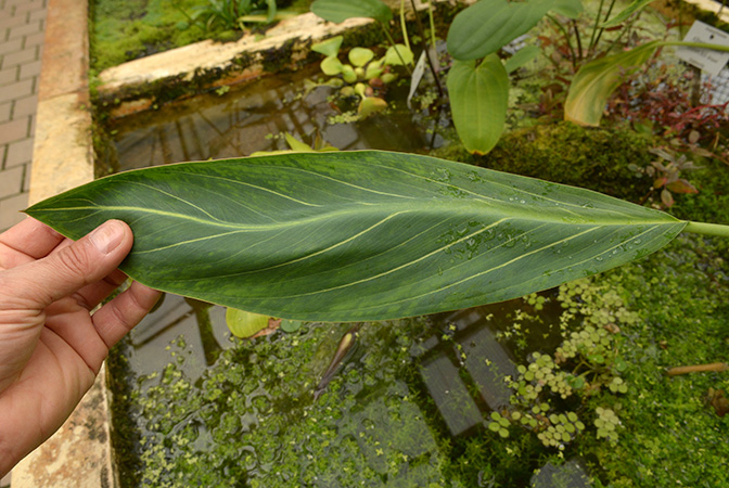 Xanthosoma striatipes