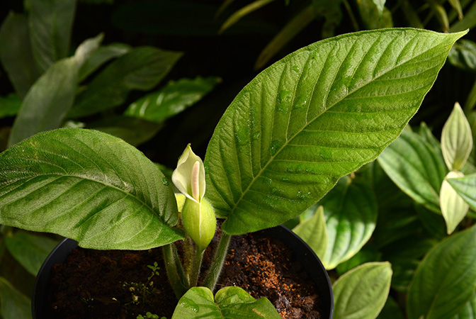 Xanthosoma trichophyllum