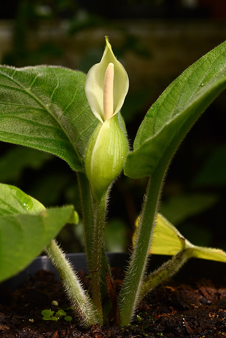Xanthosoma trichophyllum