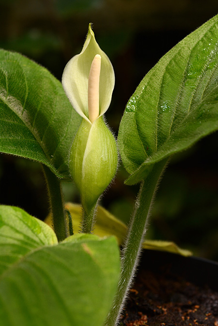 Xanthosoma trichophyllum