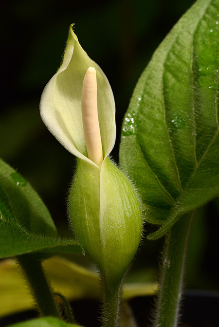 Xanthosoma trichophyllum
