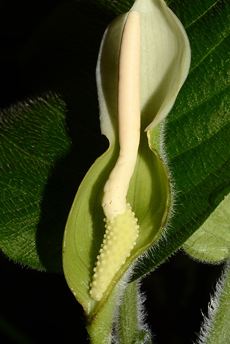 Xanthosoma trichophyllum
