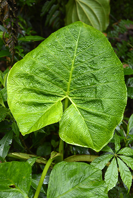 Xanthosoma undipes