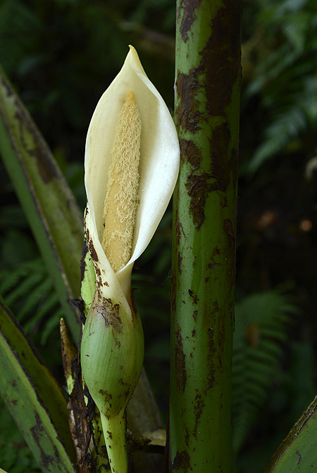 Xanthosoma undipes