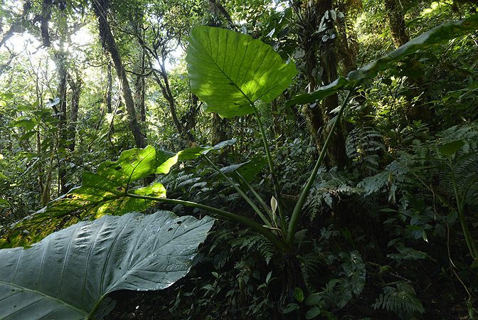 Xanthosoma undipes